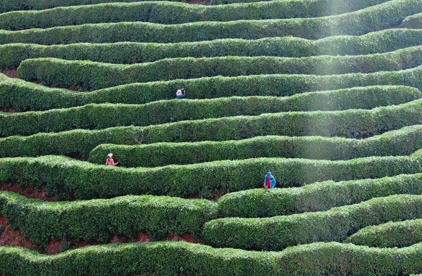 Galeria: jardim de chá impregna fragrância no noroeste da China