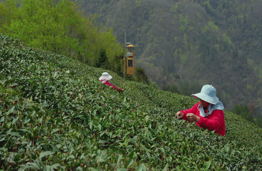 Galeria: jardim de chá impregna fragrância no noroeste da China