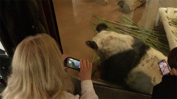 Panda gigante Ya Ya parte dos EUA rumo à China