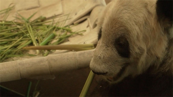 Panda gigante Ya Ya parte dos EUA rumo à China