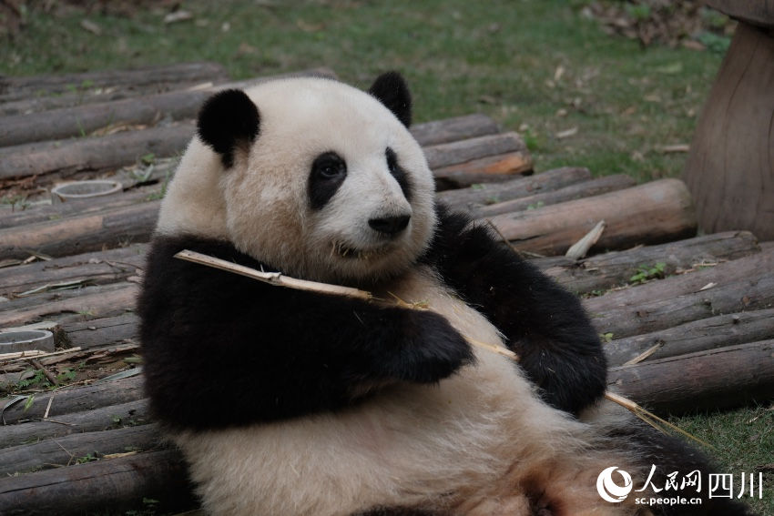 China: excursões temáticas sobre pandas tornam-se popular no feriado de Primeiro de Maio