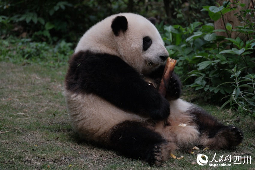 China: excursões temáticas sobre pandas tornam-se popular no feriado de Primeiro de Maio