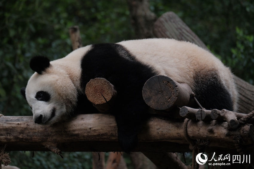 China: excursões temáticas sobre pandas tornam-se popular no feriado de Primeiro de Maio