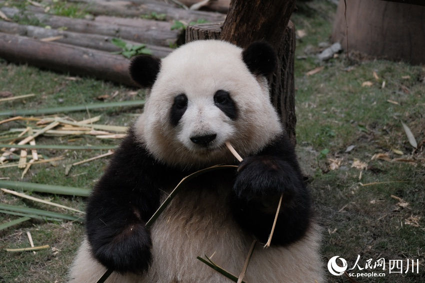 China: excursões temáticas sobre pandas tornam-se popular no feriado de Primeiro de Maio