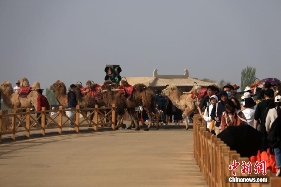 Engarrafamentos nas passagens de camelos são registrados no noroeste da China