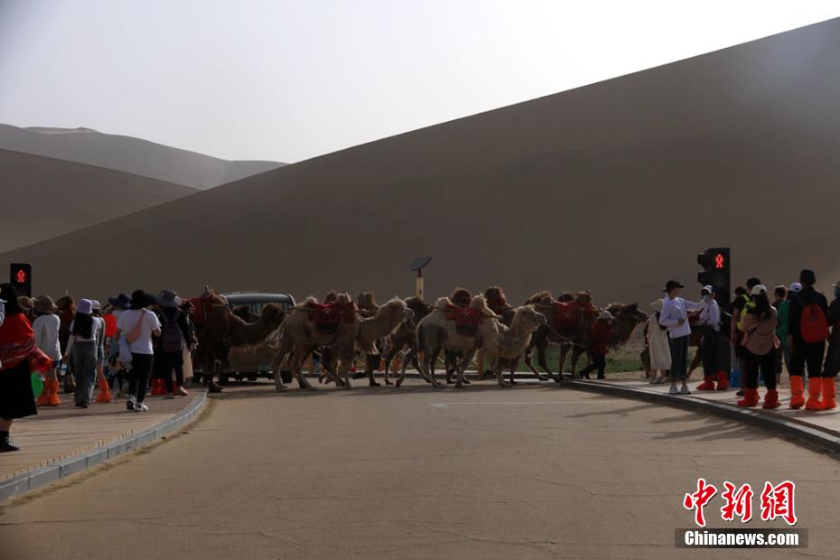 Engarrafamentos nas passagens de camelos são registrados no noroeste da China