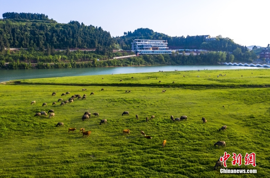 Centenas de búfalos atravessam rio em Sichuan