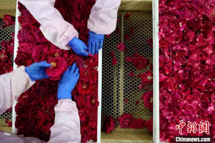 Economia da floricultura promove revitalização rural no leste da China