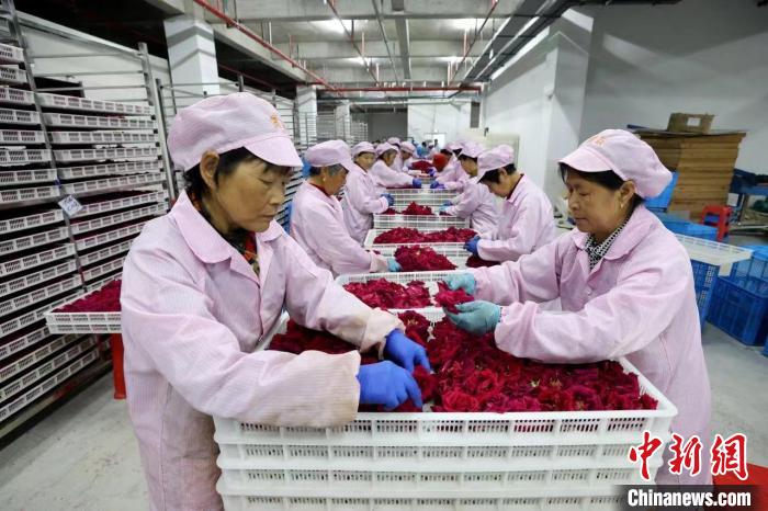 Economia da floricultura promove revitalização rural no leste da China