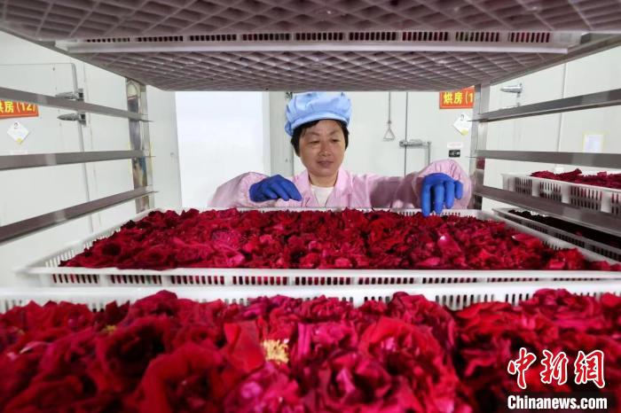 Economia da floricultura promove revitalização rural no leste da China