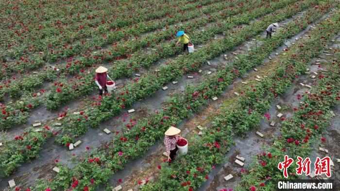 Economia da floricultura promove revitalização rural no leste da China