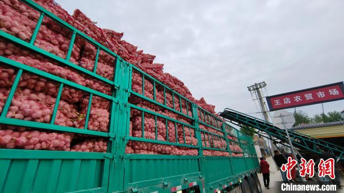 Colheita e comercialização de alho é iniciada em Zhoukou, centro da China