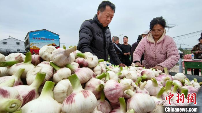 Colheita e comercialização de alho é iniciada em Zhoukou, centro da China