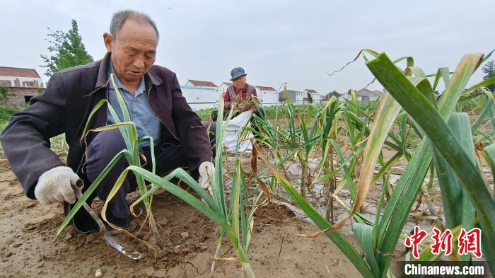 Colheita e comercialização de alho é iniciada em Zhoukou, centro da China