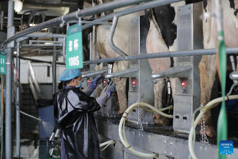 Dispositivos alimentados por IA aumentam a eficiência da fazenda de laticínios em Wuwei, noroeste da China