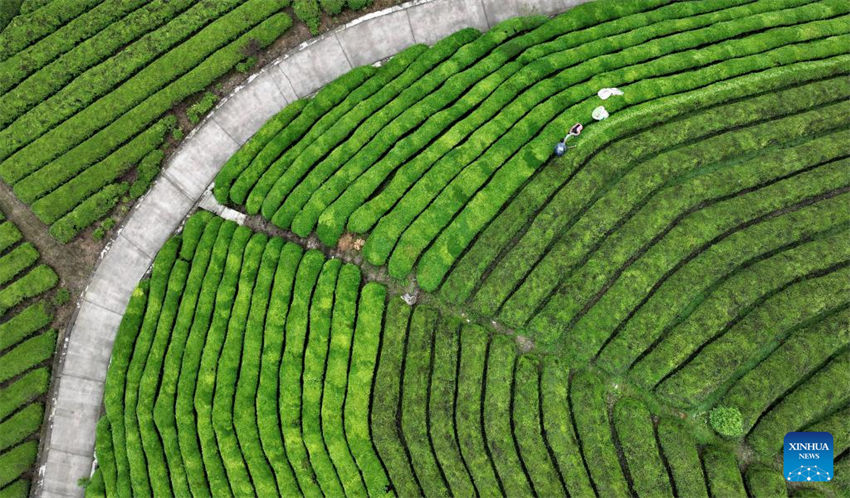 Indústria do chá prospera no centro da China