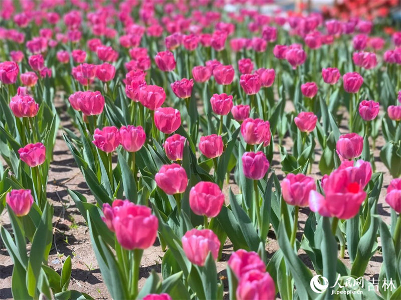 Mais de 4 milhões de tulipas florescem no nordeste da China