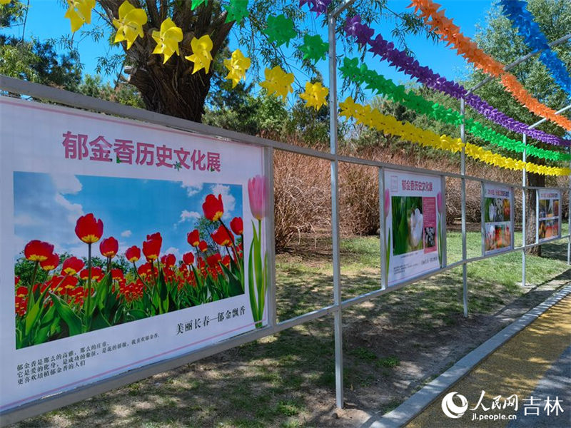 Mais de 4 milhões de tulipas florescem no nordeste da China