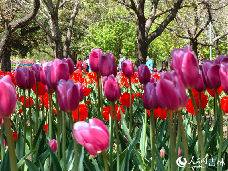 Mais de 4 milhões de tulipas florescem no nordeste da China