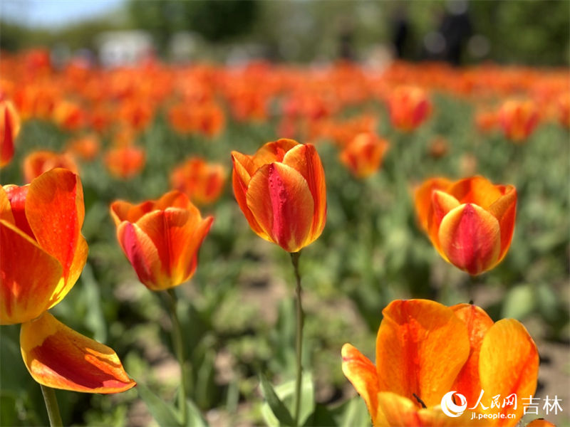 Mais de 4 milhões de tulipas florescem no nordeste da China