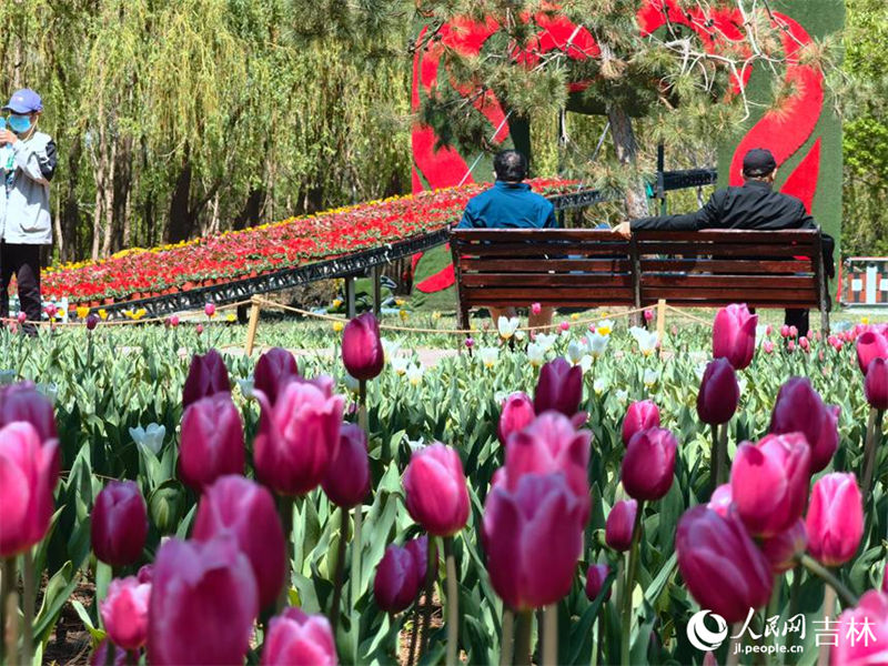 Mais de 4 milhões de tulipas florescem no nordeste da China