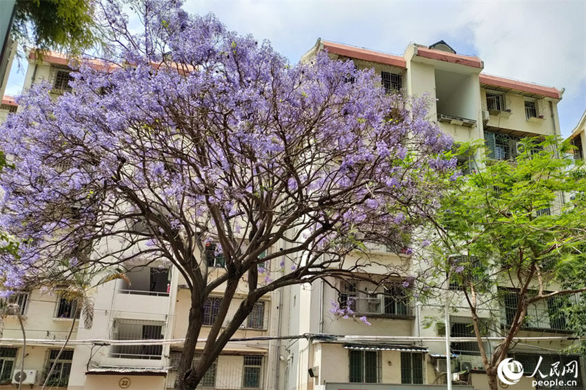 Jacarandas florescem em Xiamen