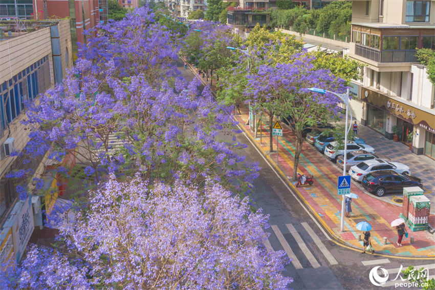 Jacarandas florescem em Xiamen