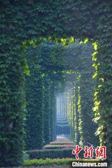 Galeria: paisagem verde sob viaduto atrai cidadãos no sudoeste da China