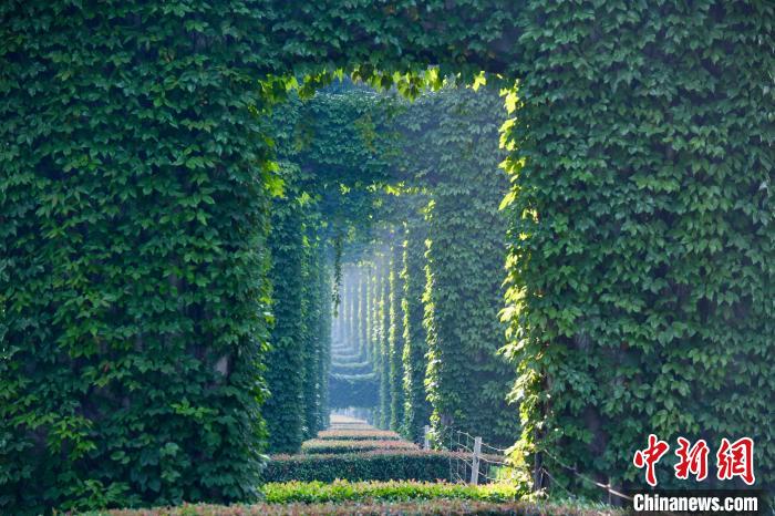 Galeria: paisagem verde sob viaduto atrai cidadãos no sudoeste da China