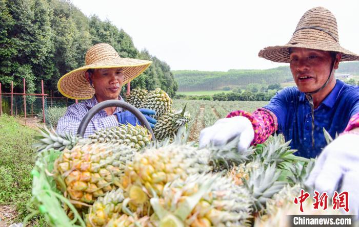 Colheita de abacaxi decorre no sul da China