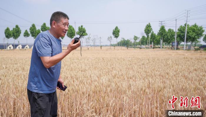 Henan realiza colheita de mais de 30 mil hectares de trigo