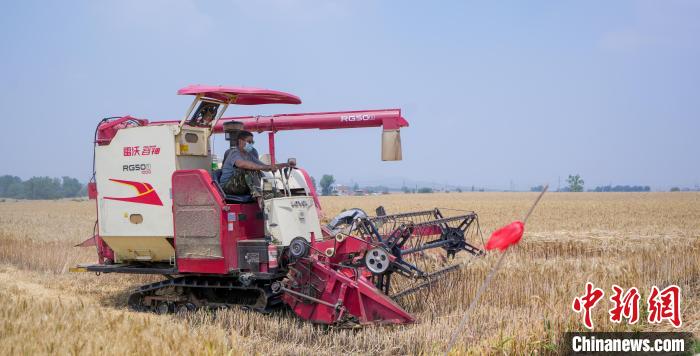 Henan realiza colheita de mais de 30 mil hectares de trigo