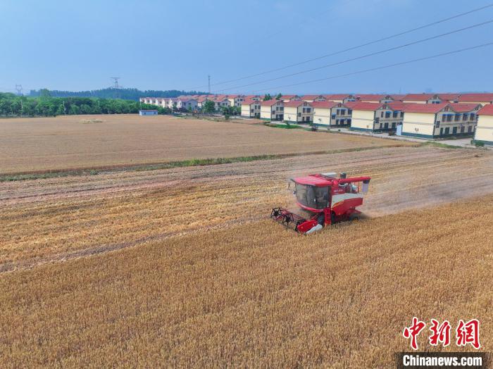 Henan realiza colheita de mais de 30 mil hectares de trigo