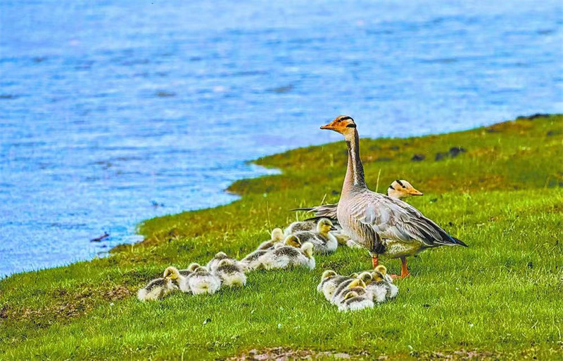 Espécies protegidas de fauna e flora na província de Qinghai registram recuperação gradual