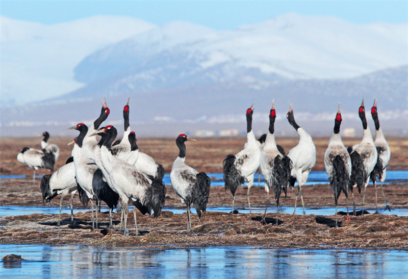 Espécies protegidas de fauna e flora na província de Qinghai registram recuperação gradual