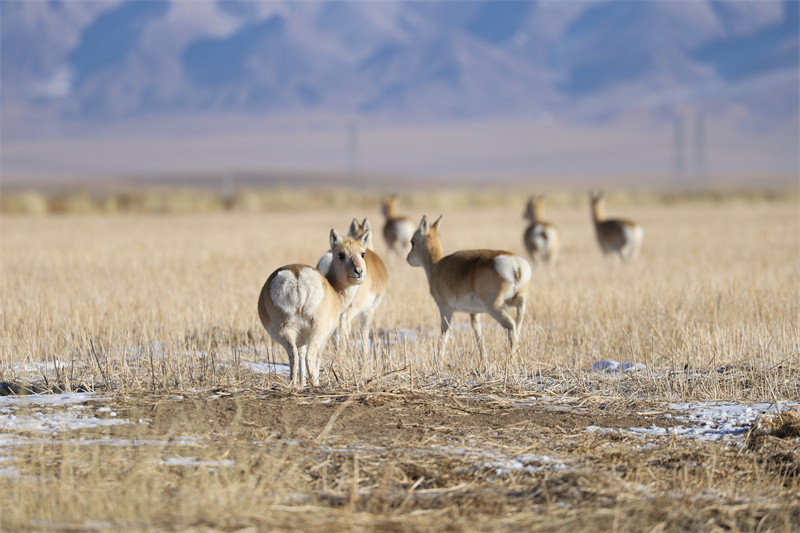 Espécies protegidas de fauna e flora na província de Qinghai registram recuperação gradual