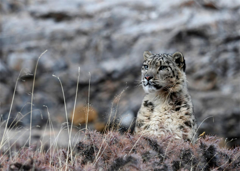 Espécies protegidas de fauna e flora na província de Qinghai registram recuperação gradual