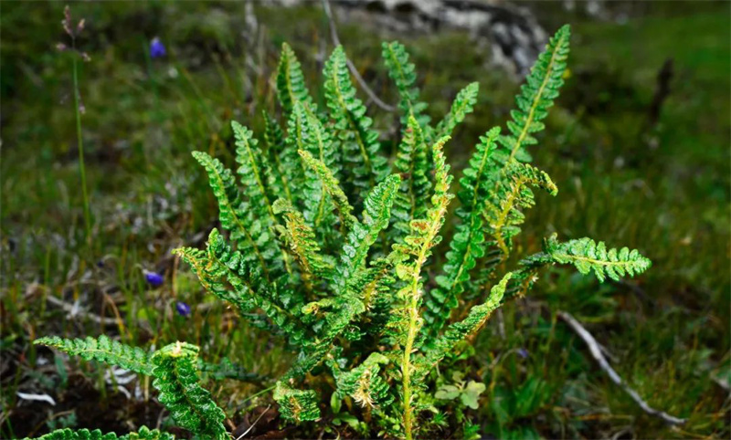 Espécies protegidas de fauna e flora na província de Qinghai registram recuperação gradual