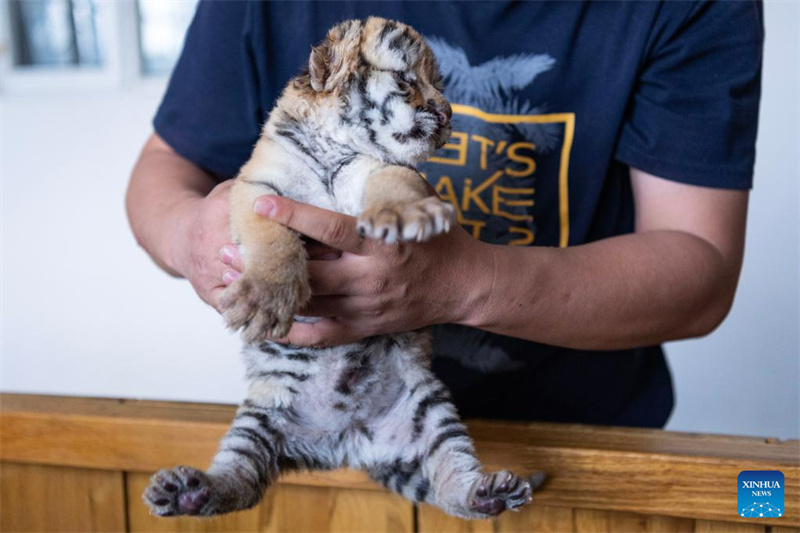 Filhotes de tigre siberiano em Harbin, nordeste da China