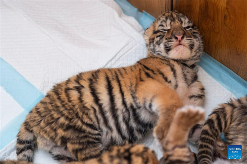 Filhotes de tigre siberiano em Harbin, nordeste da China