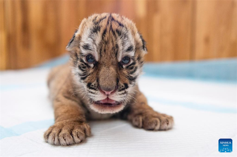 Filhotes de tigre siberiano em Harbin, nordeste da China