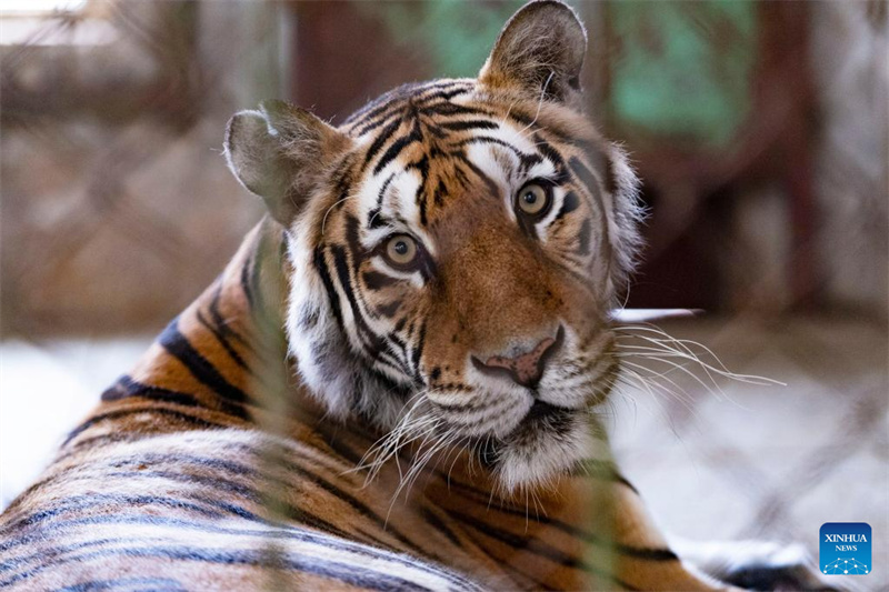 Filhotes de tigre siberiano em Harbin, nordeste da China