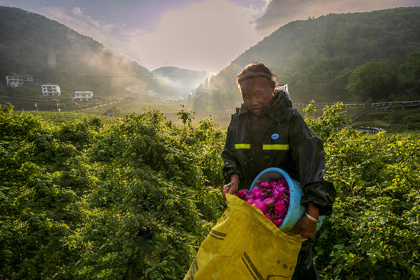 Indústria de plantação de rosas prospera no centro da China