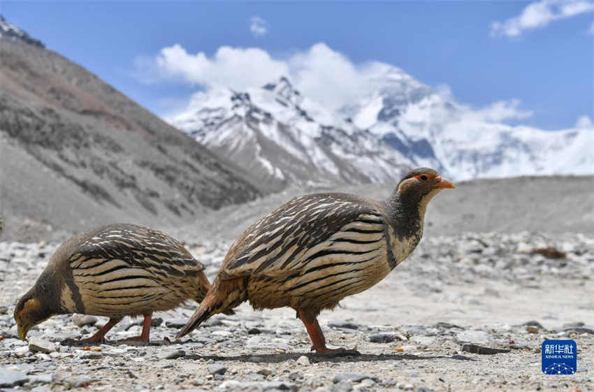 Região do Monte Qomolangma testemunha melhoria do ambiente ecológico, dizem especialistas