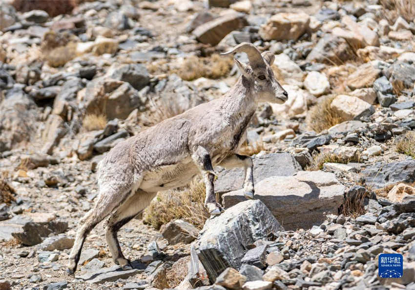 Região do Monte Qomolangma testemunha melhoria do ambiente ecológico, dizem especialistas