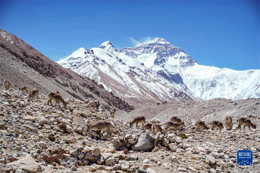 Região do Monte Qomolangma testemunha melhoria do ambiente ecológico, dizem especialistas