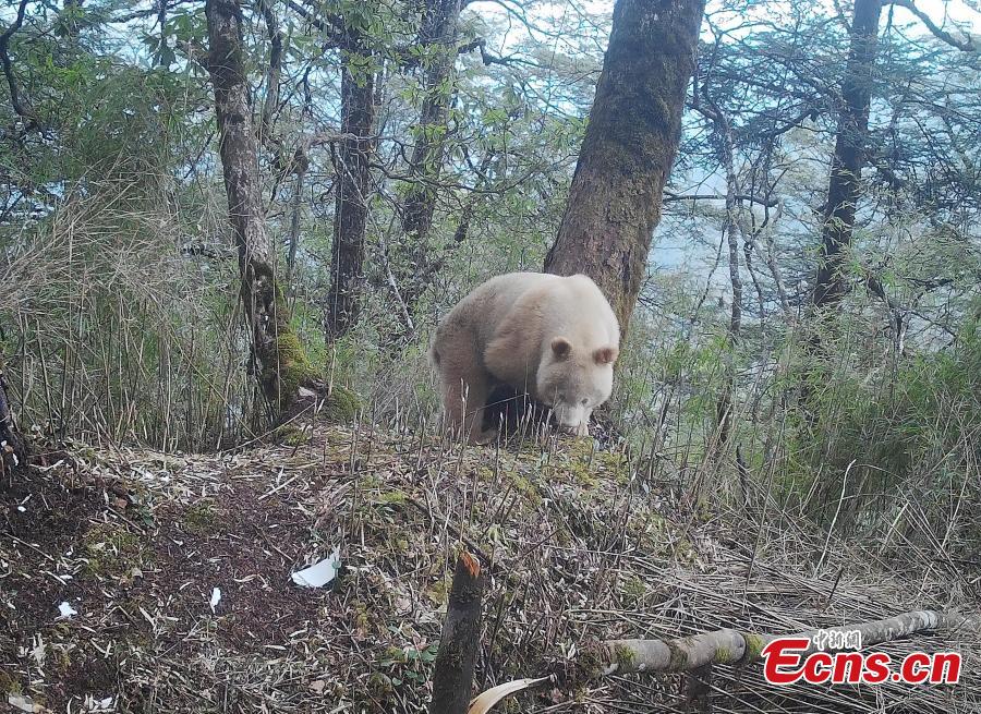 Panda gigante branco raro é visto em Sichuan