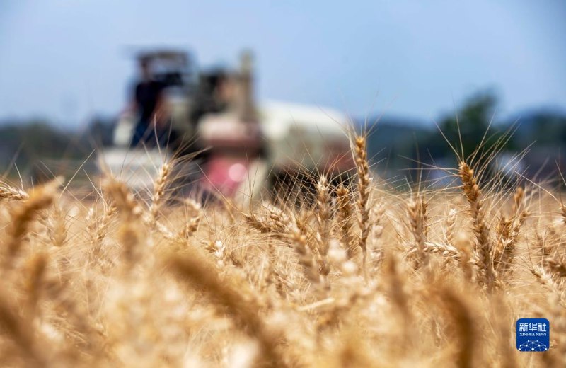 Galeria: agricultores chineses ficam ocupados com a colheita do trigo