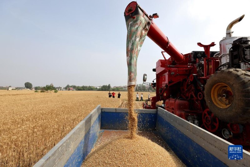 Galeria: agricultores chineses ficam ocupados com a colheita do trigo