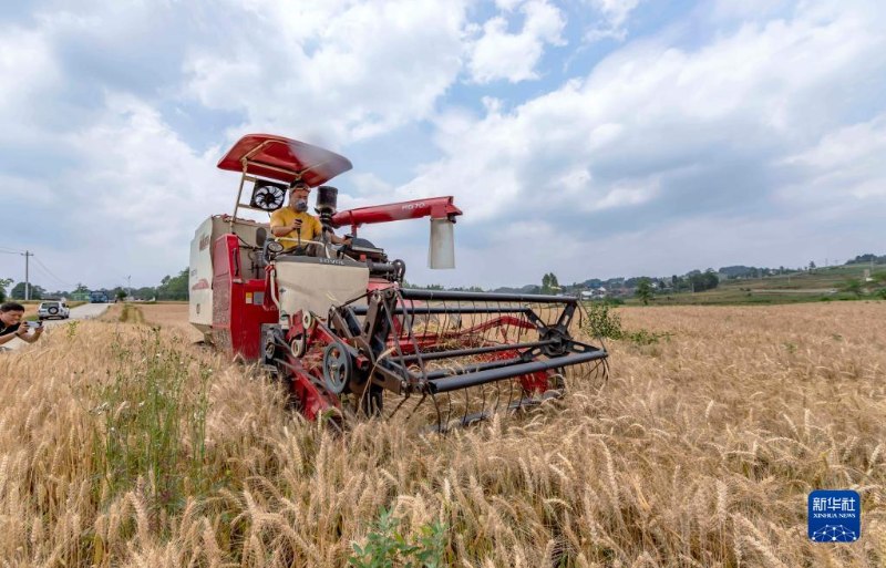 Galeria: agricultores chineses ficam ocupados com a colheita do trigo